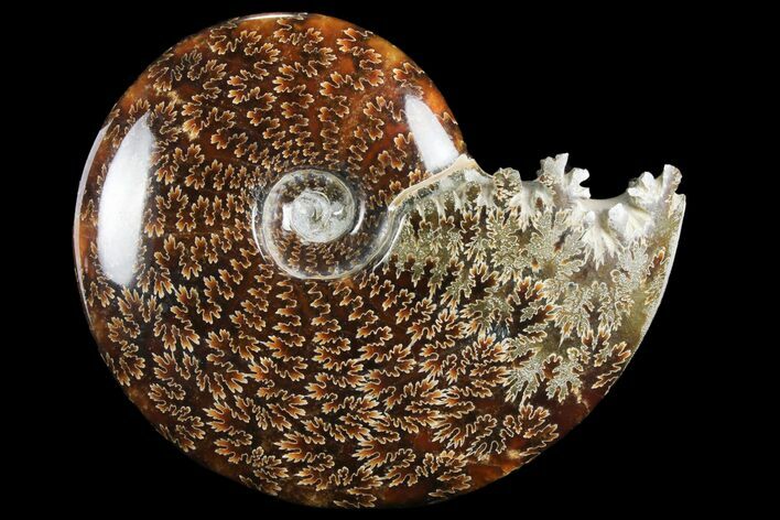 Polished, Agatized Ammonite (Cleoniceras) - Madagascar #97373